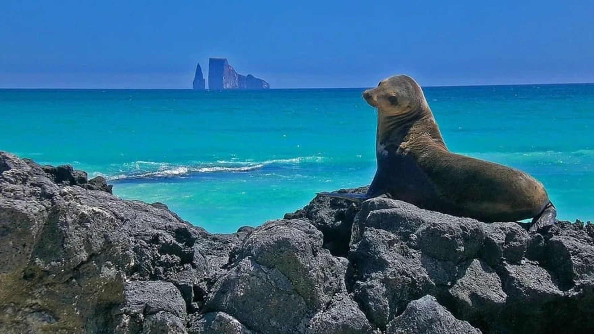 Sea Lions and Naturalist Guide in Galapagos