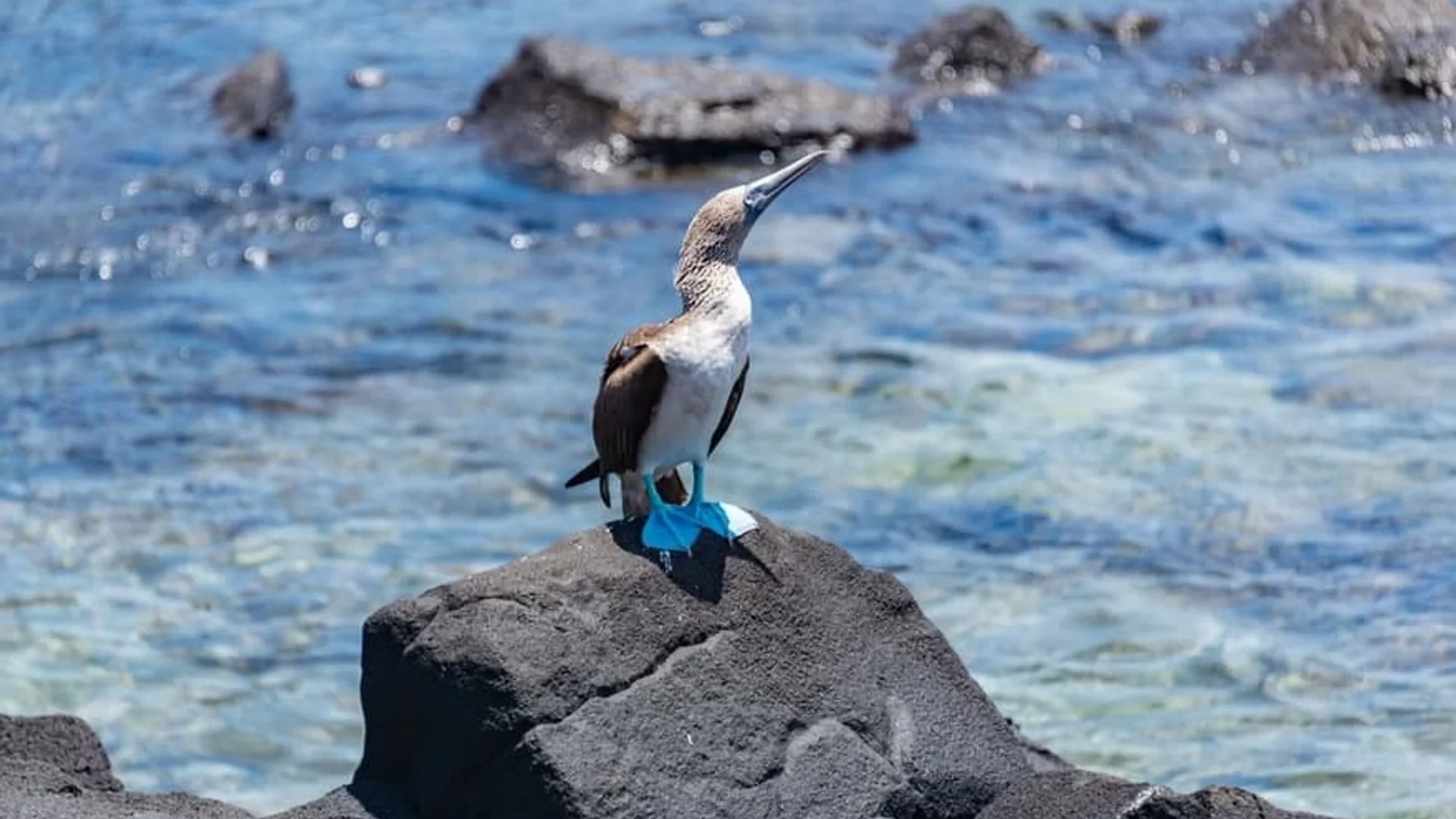 Blue-Footed Booby in Espanola