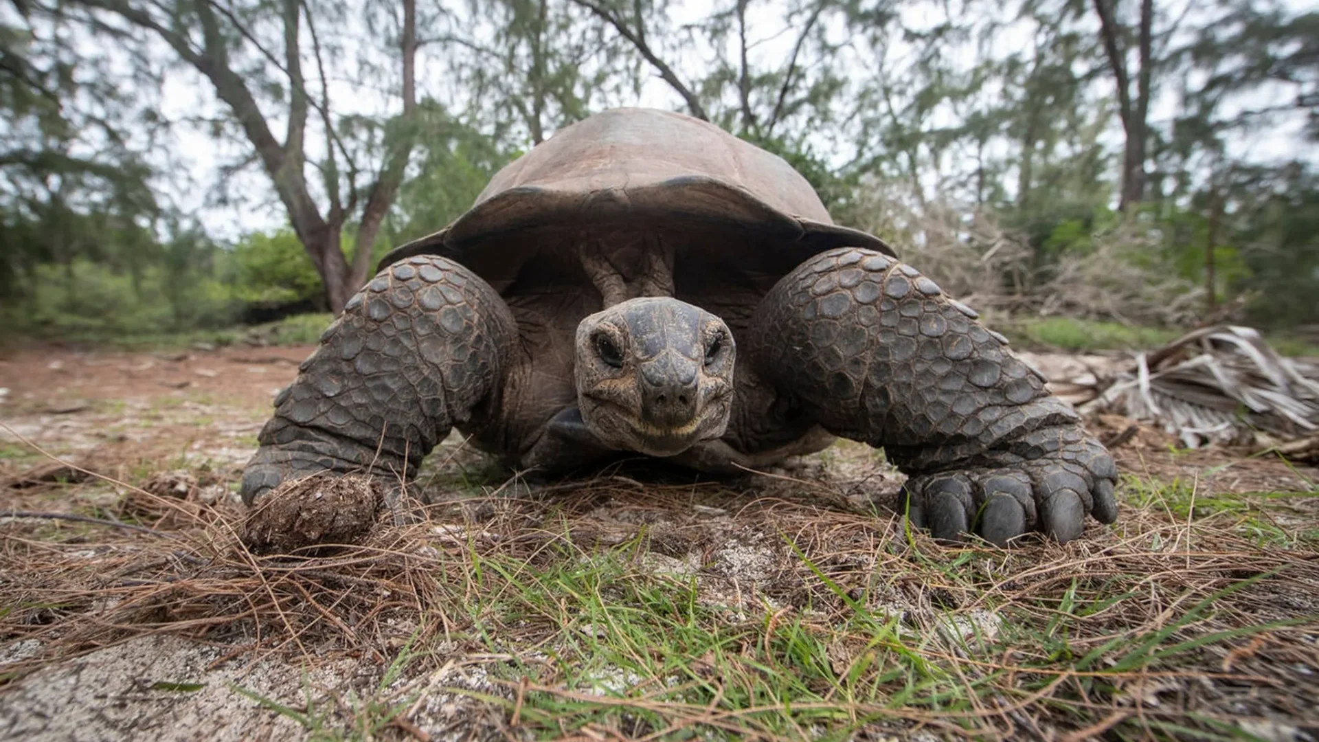 Galápagos · Santa Cruz 1