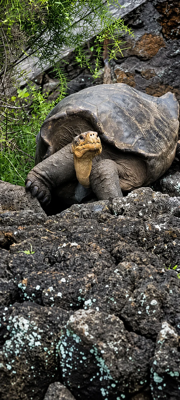 Galápagos Islands